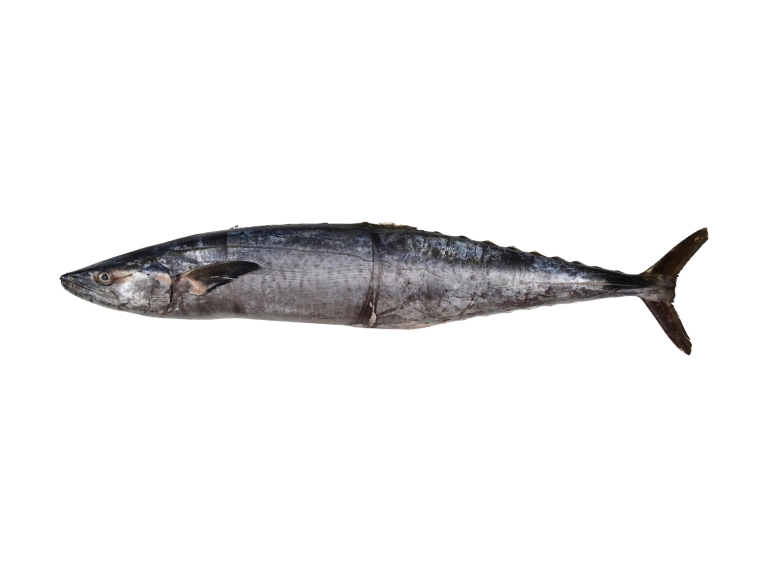 King Fish