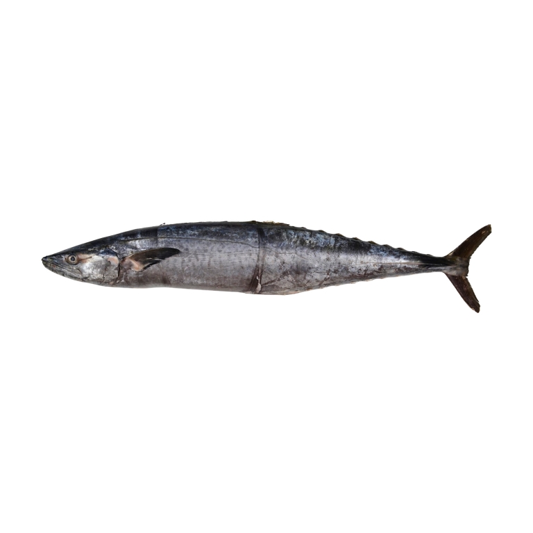 King Fish
