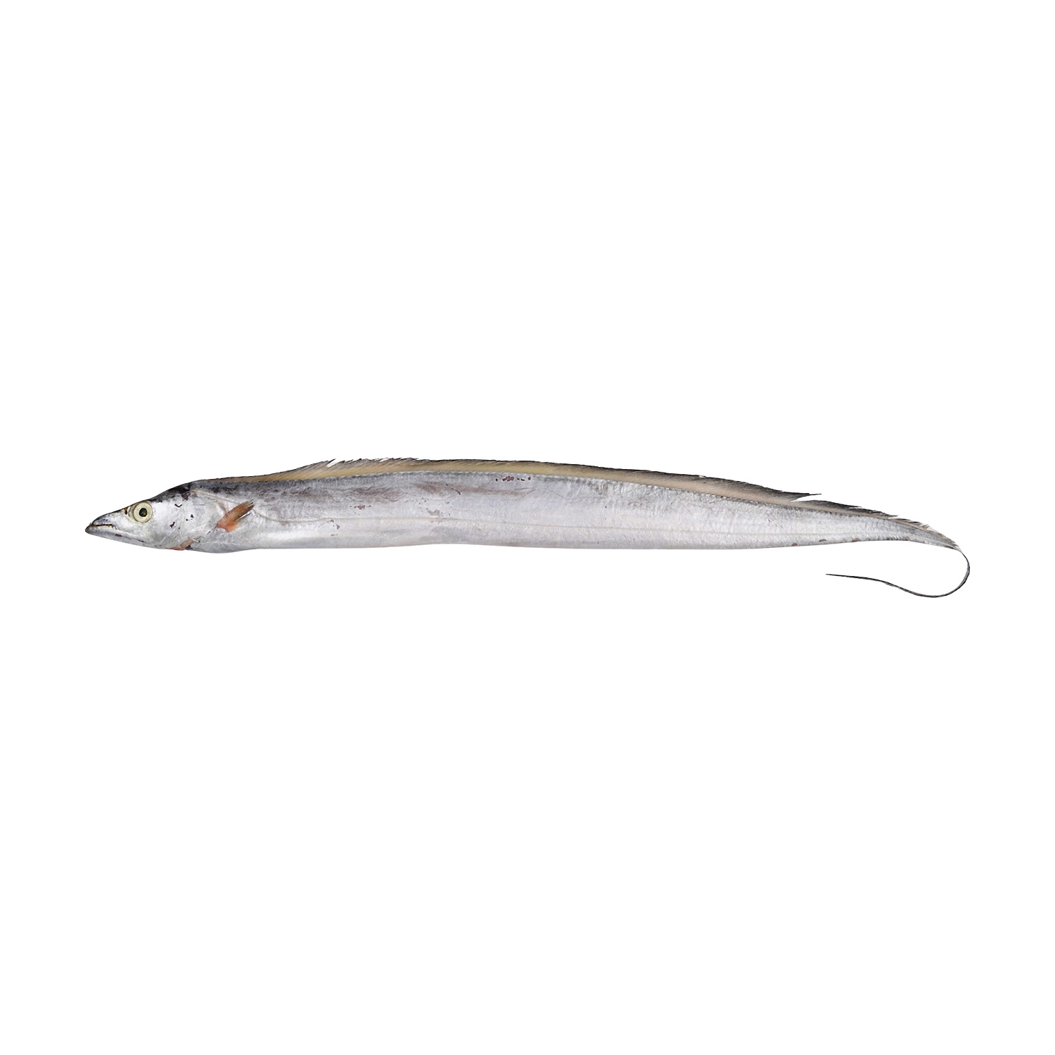 Ribbon Fish