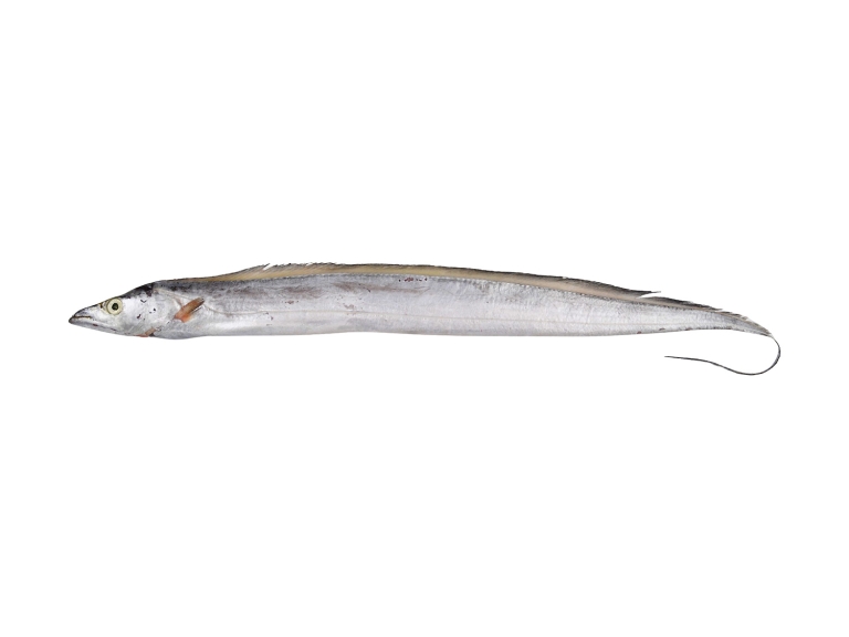 Ribbon Fish