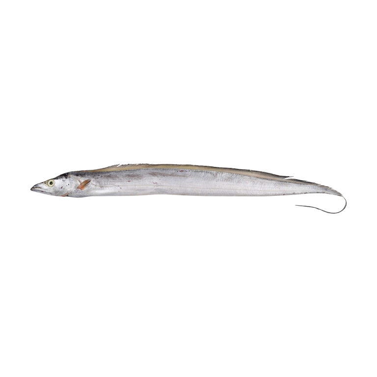 Ribbon Fish