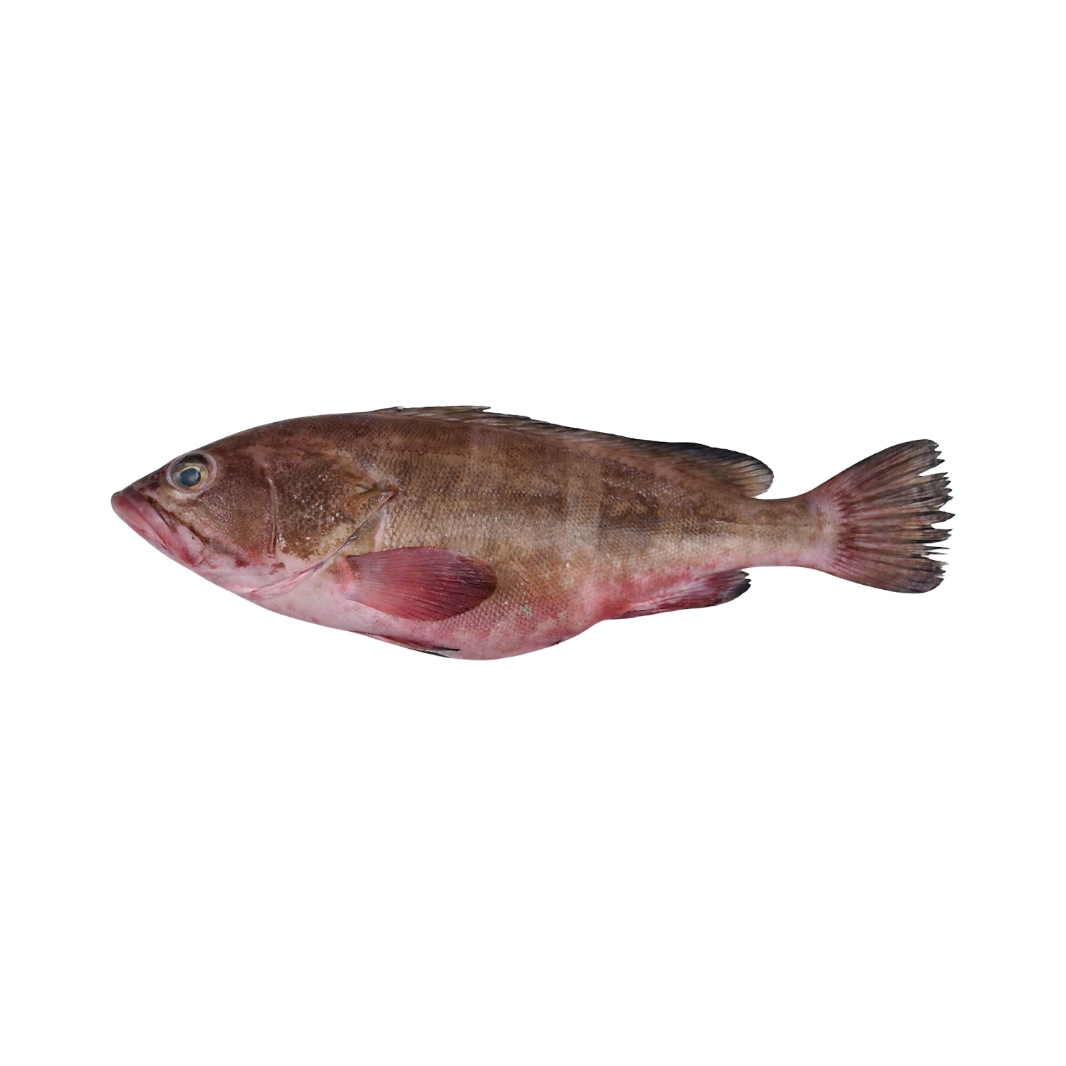 Reef Cod