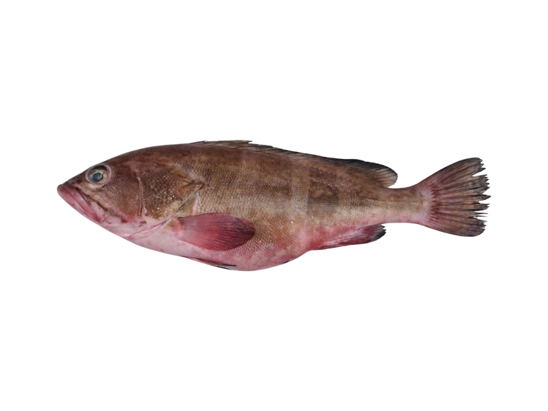 Reef Cod