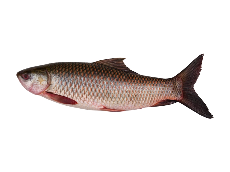 Rohu Fish