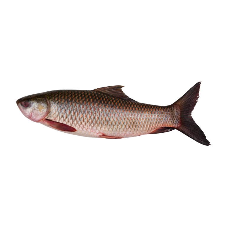 Rohu Fish