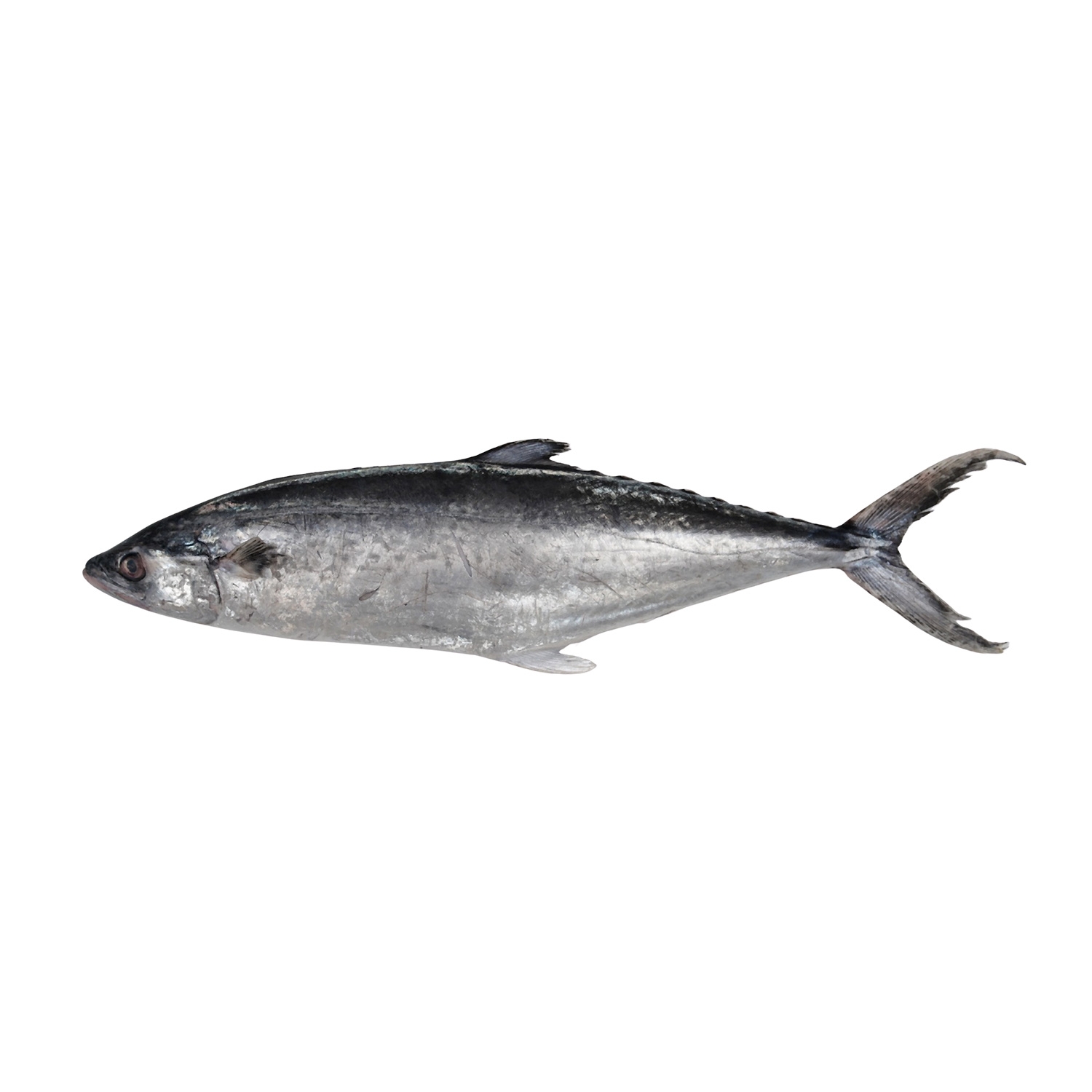 Spanish Mackerel