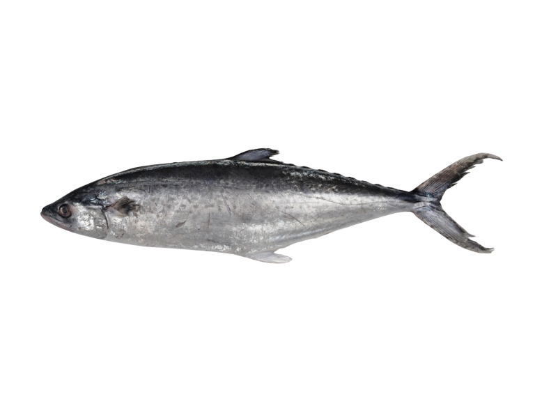 Spanish Mackerel
