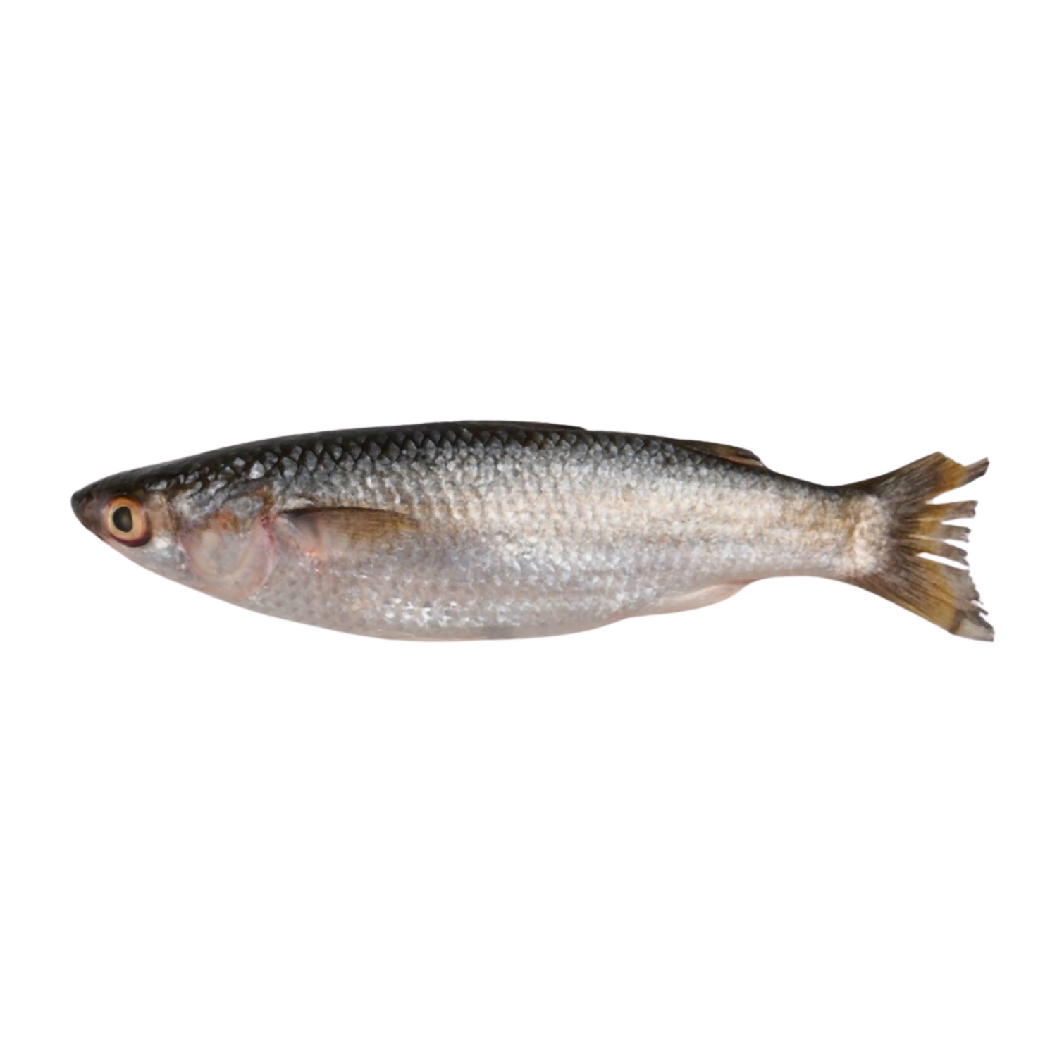 Gray Mullet