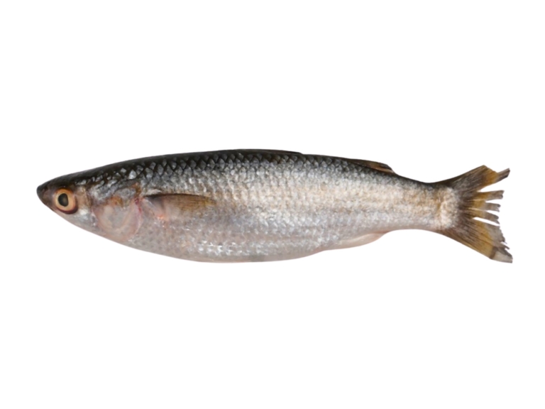 Gray Mullet