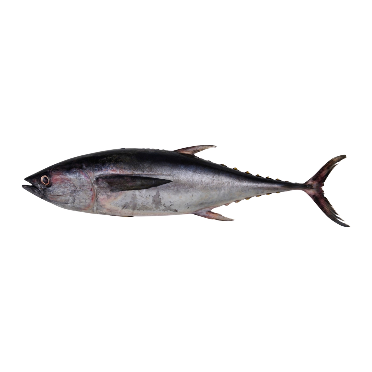 Tuna