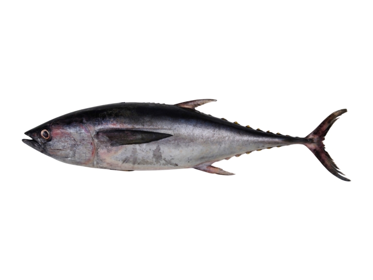 Tuna