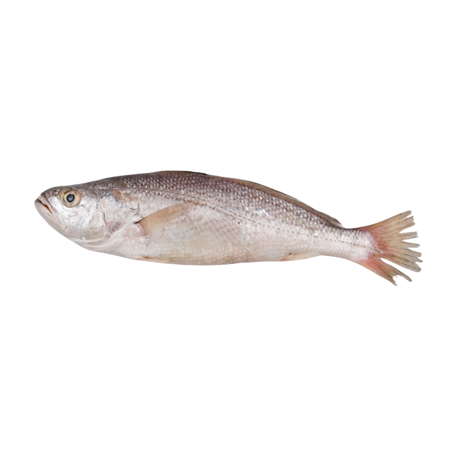 TT Croaker