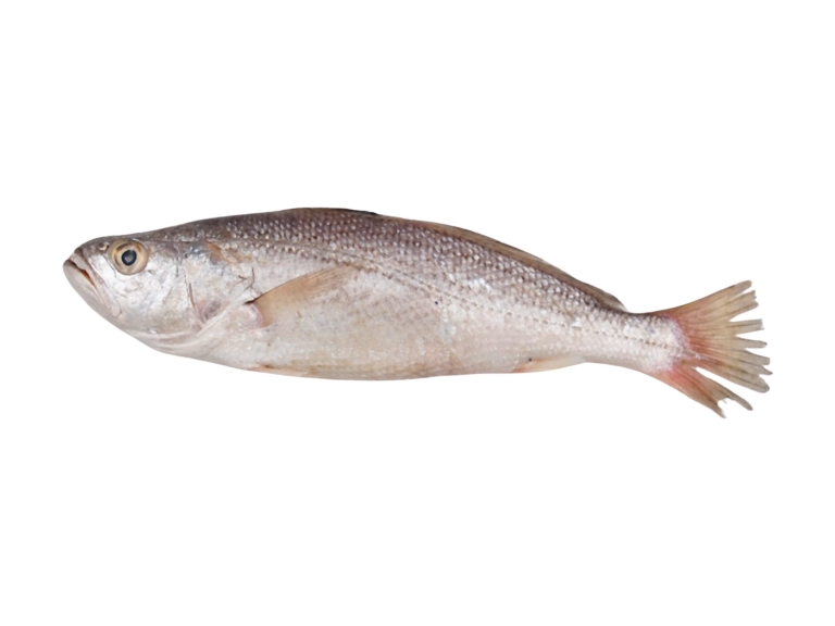 TT Croaker