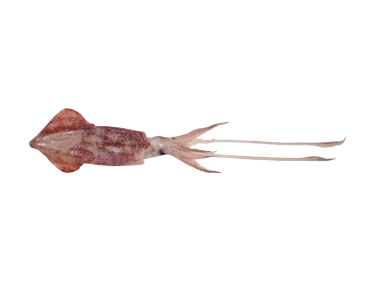 Squid