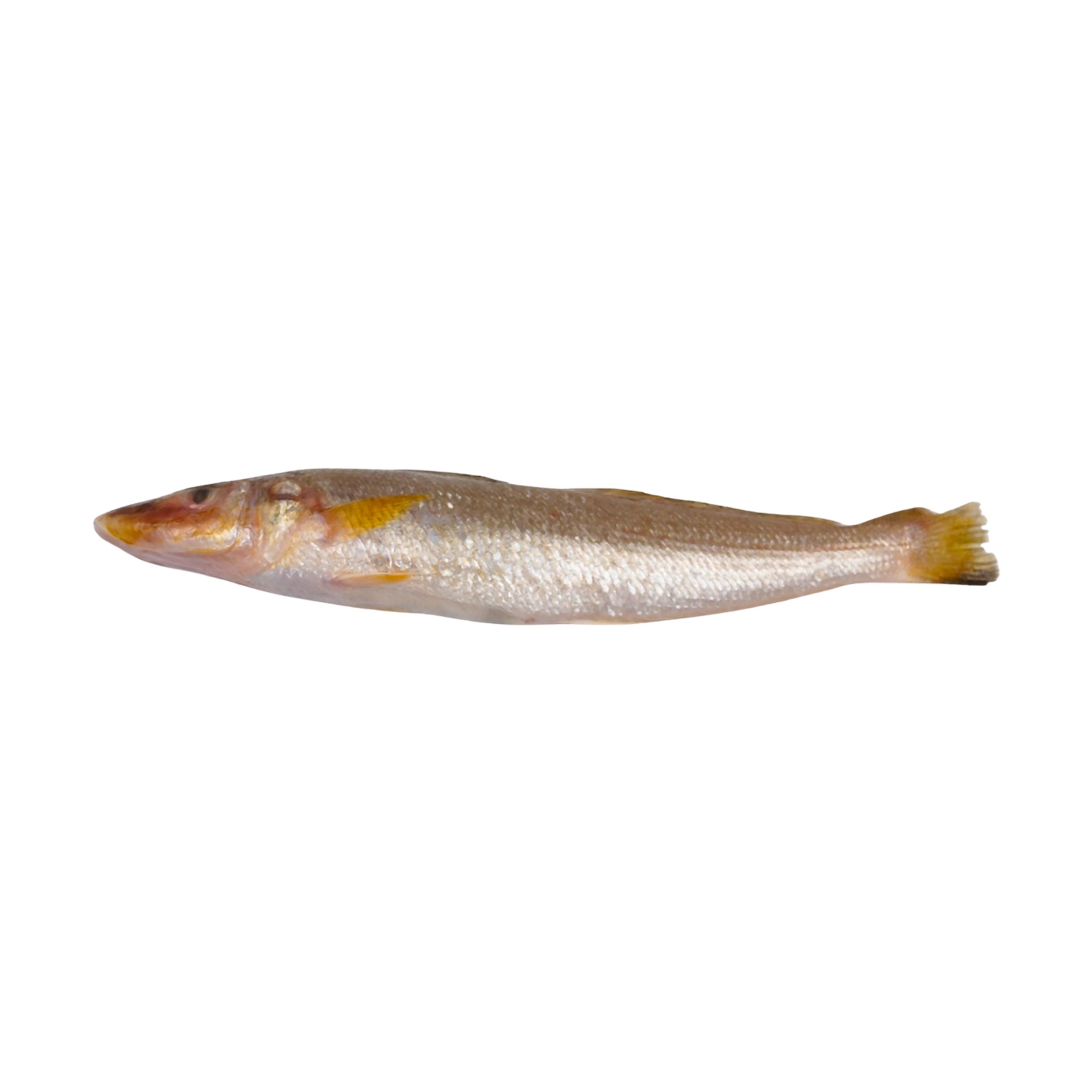 Lady Fish