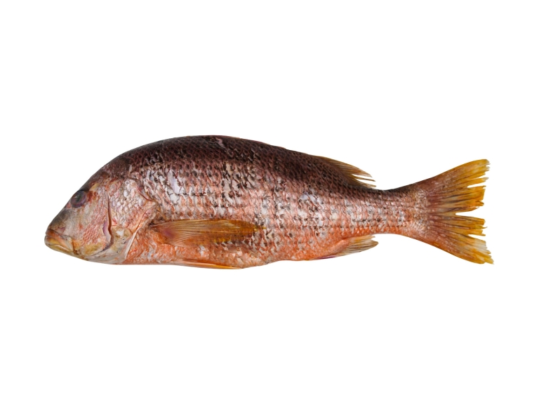 Red Snapper
