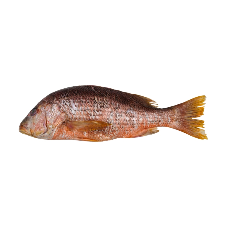 Red Snapper