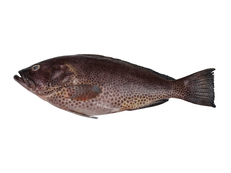 Grouper Fish