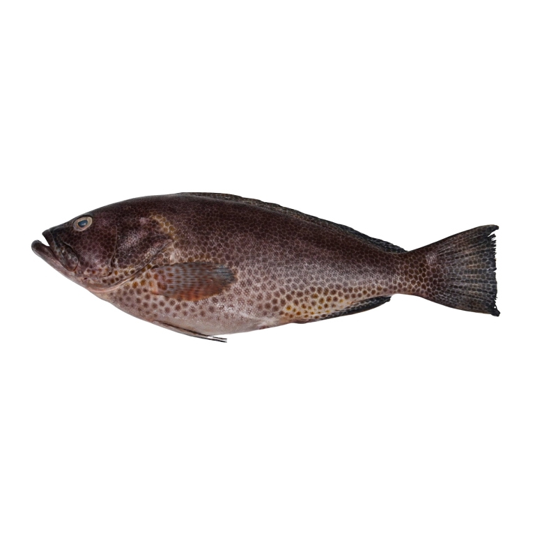 Grouper Fish