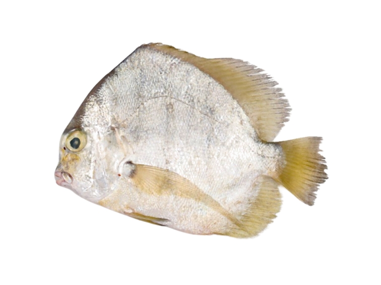 Sickle Fish