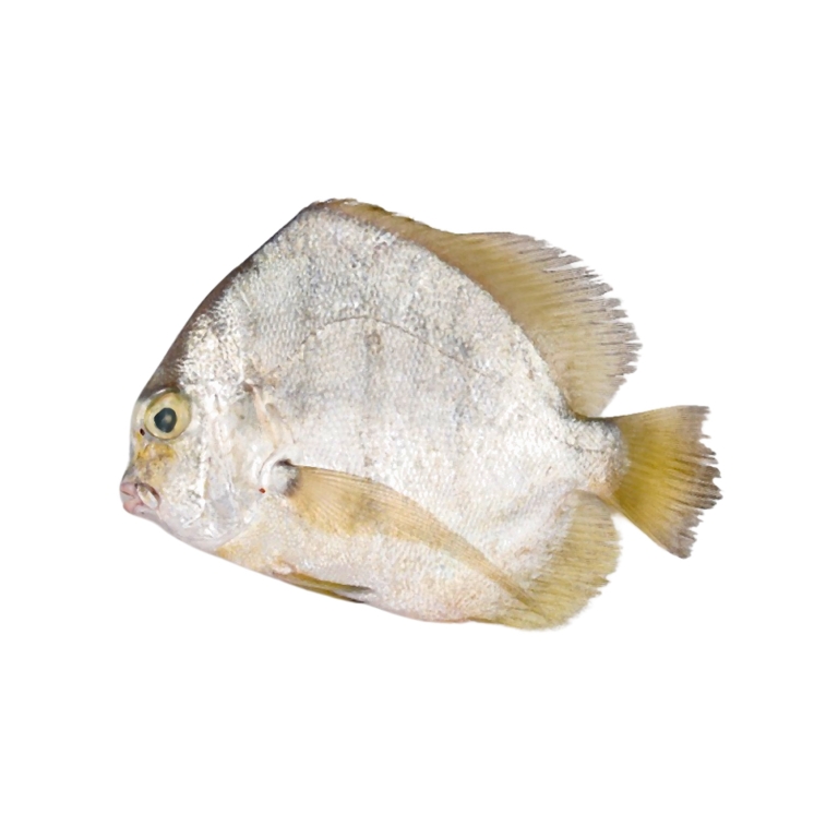 Sickle Fish