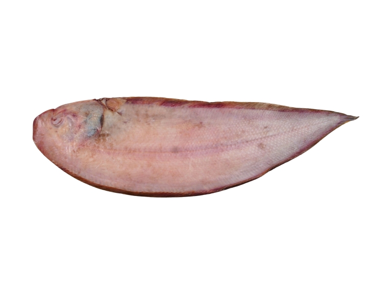 Sole Fish