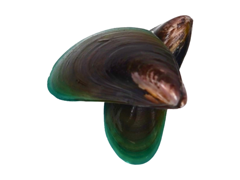 Green Mussel