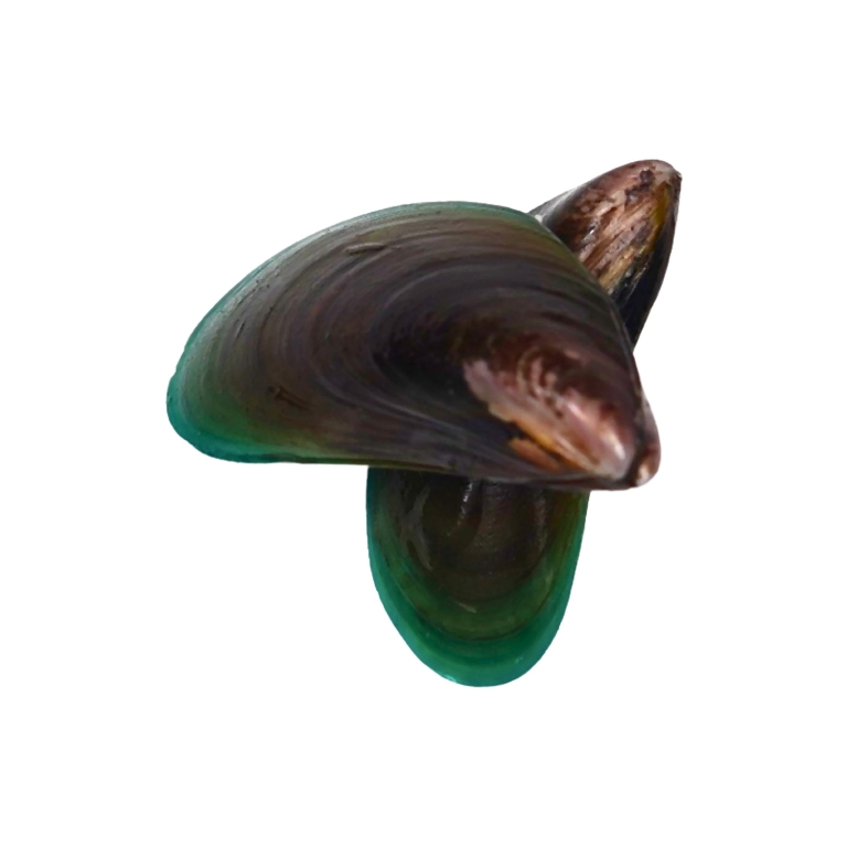 Green Mussel