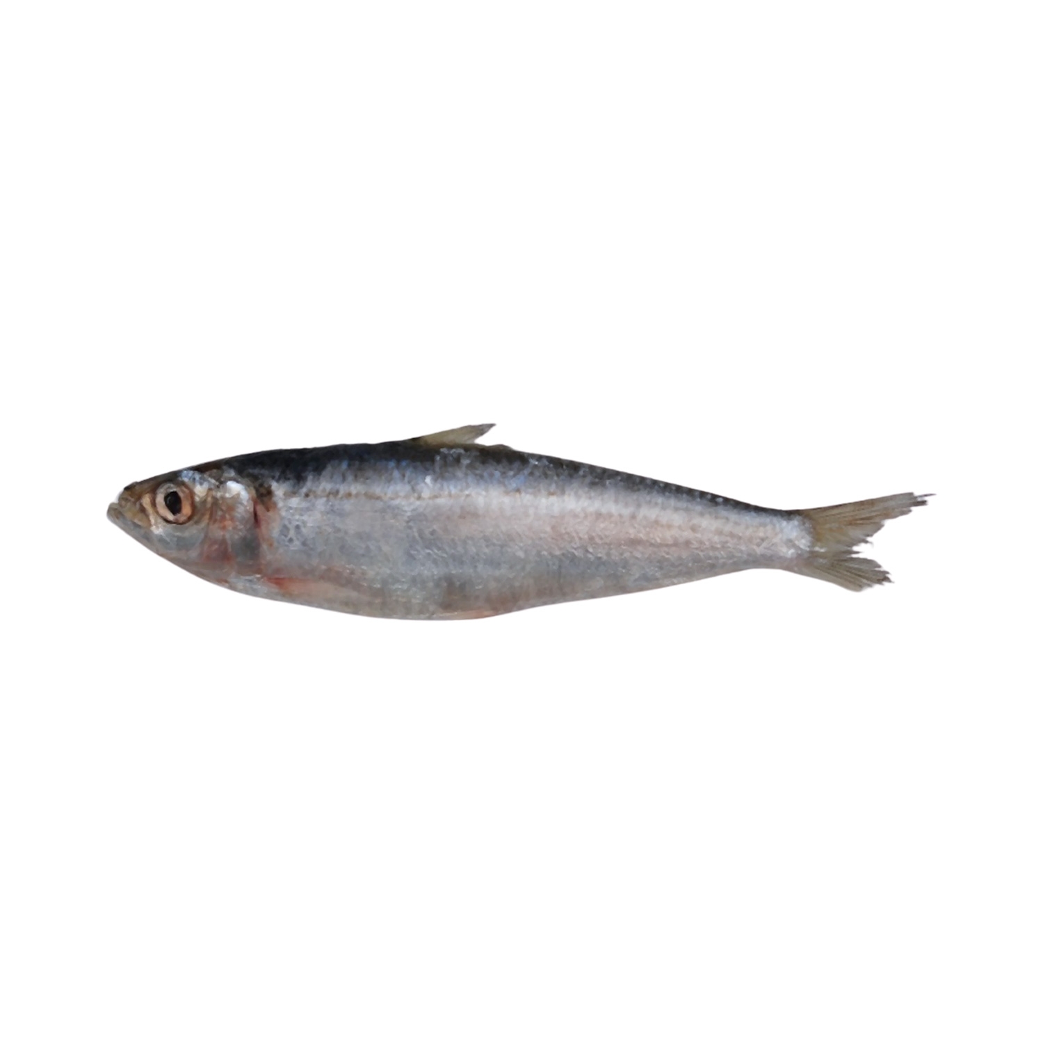 Sardine