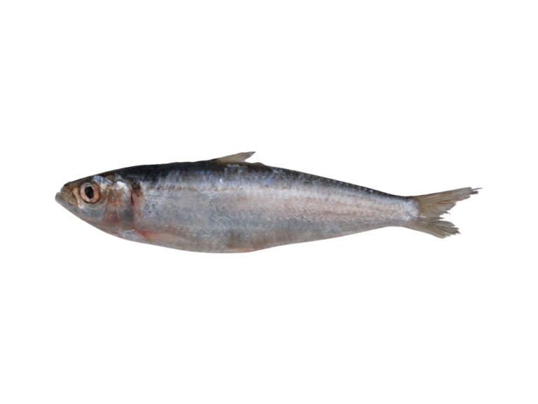 Sardine