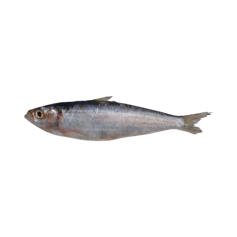 Sardine