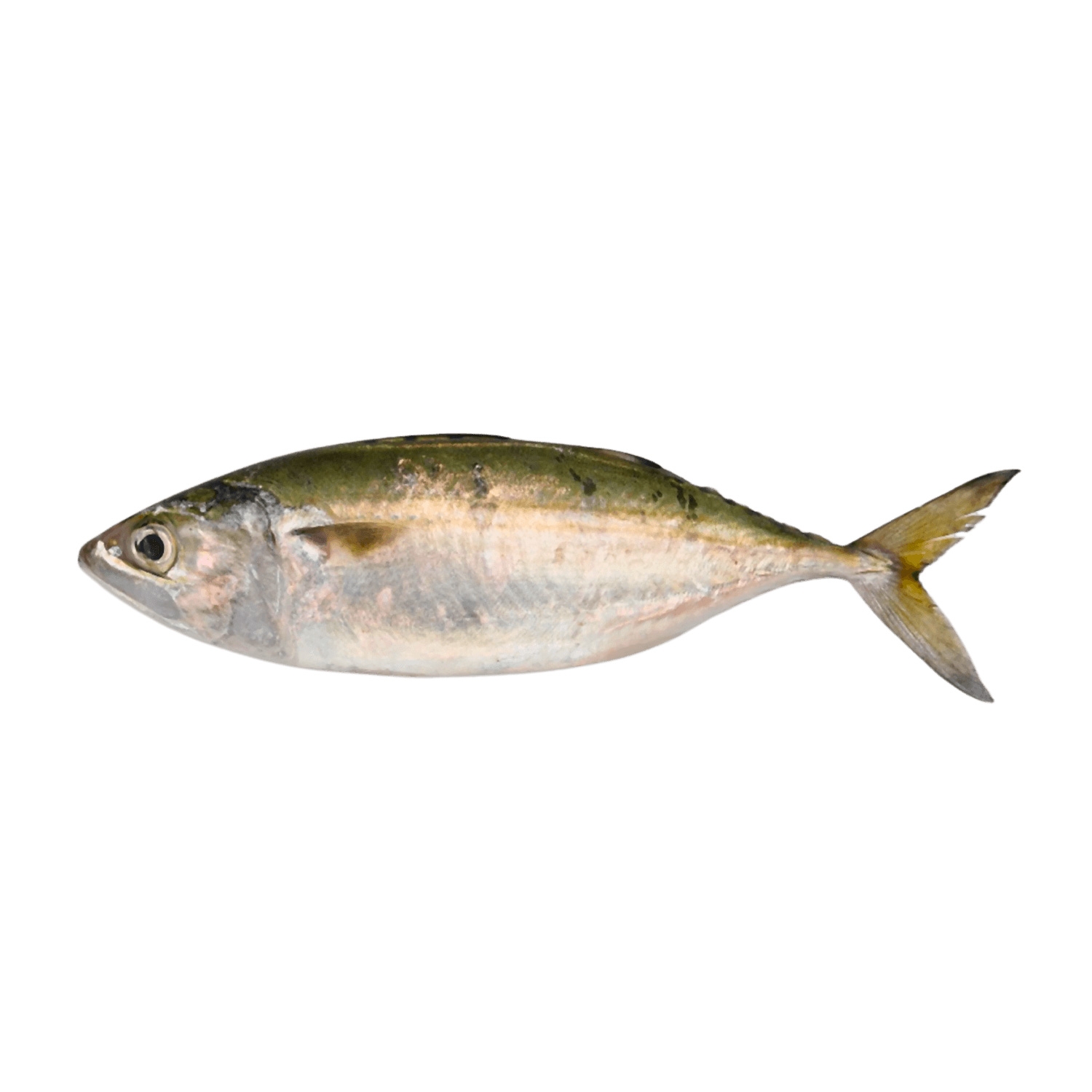 Indian Mackerel