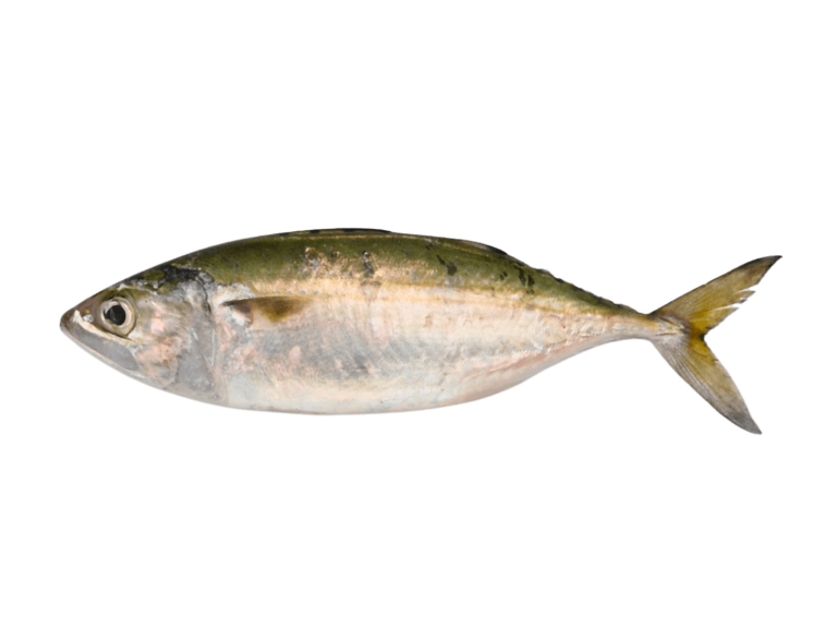 Indian Mackerel