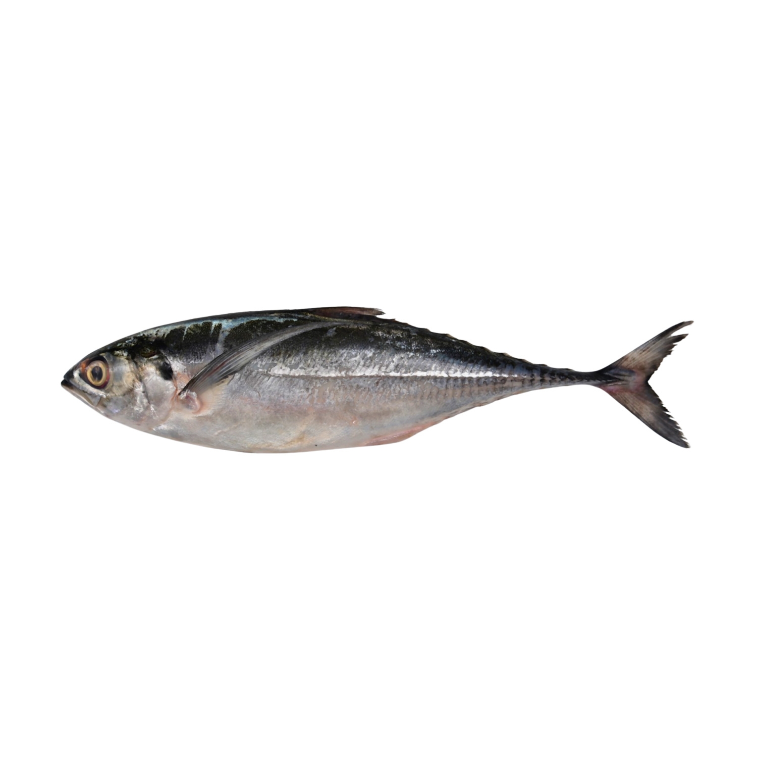 Horse Mackerel