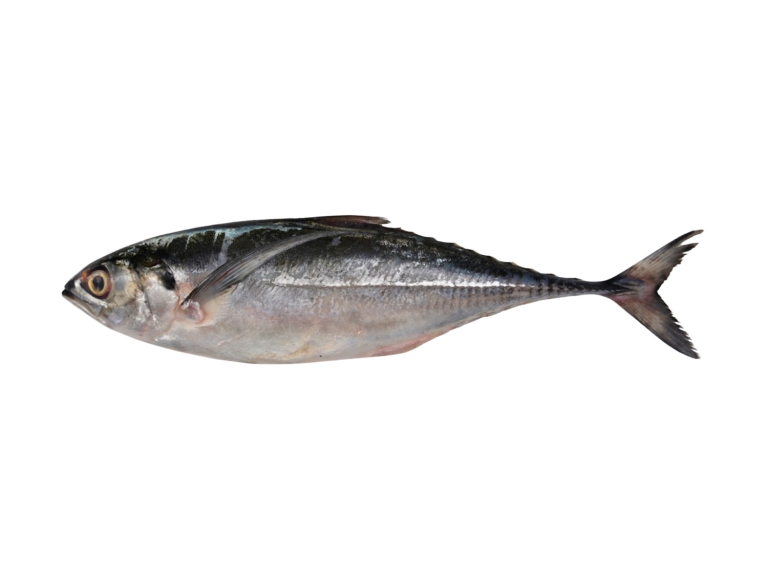 Horse Mackerel