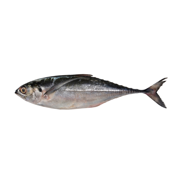 Horse Mackerel