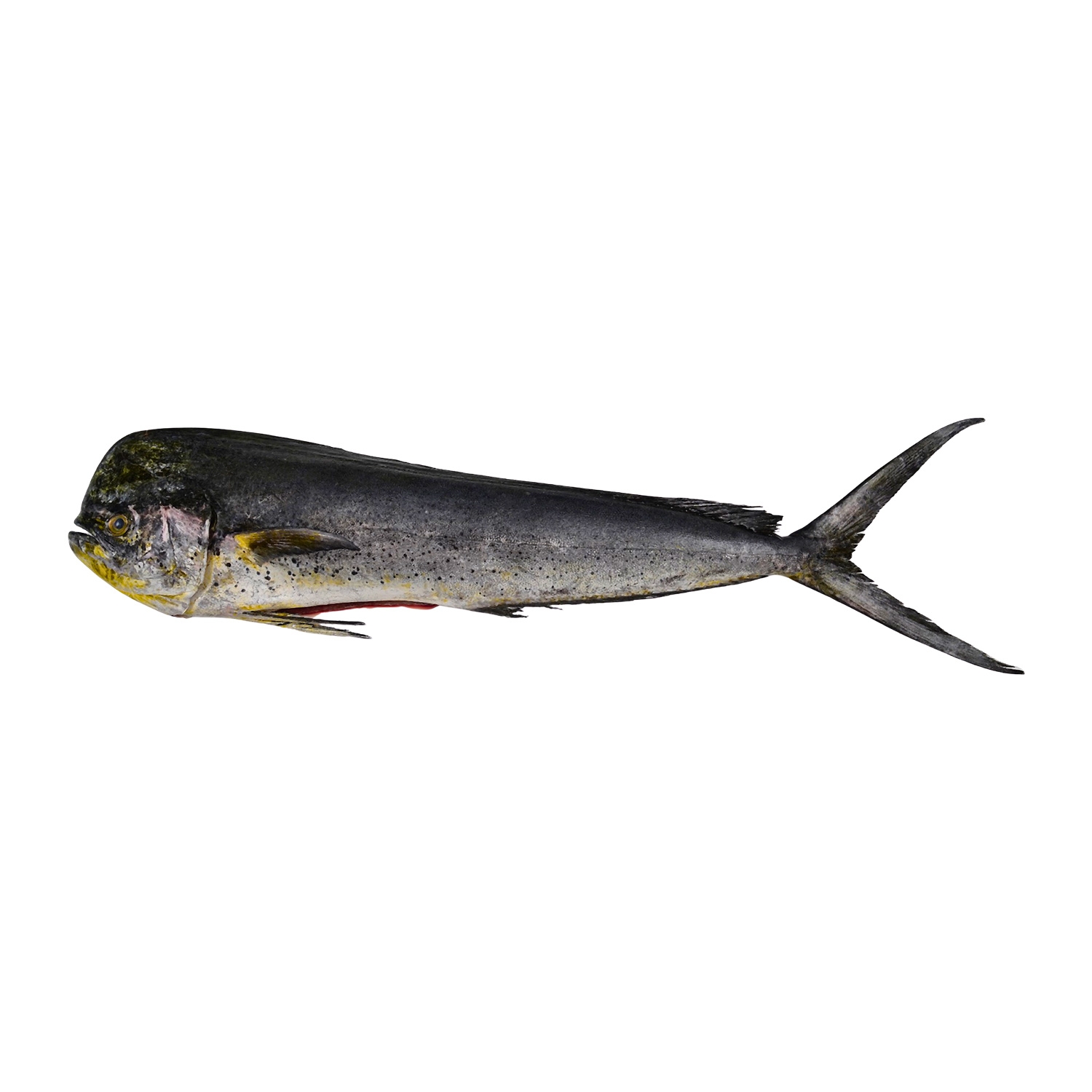 Mahi Mahi