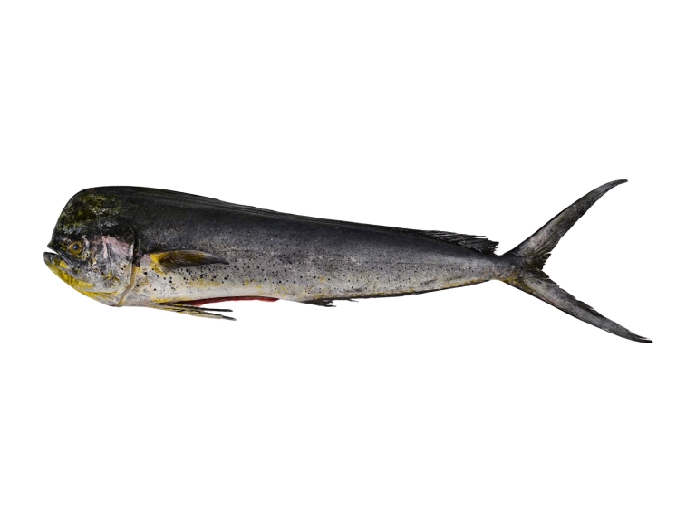 Mahi Mahi