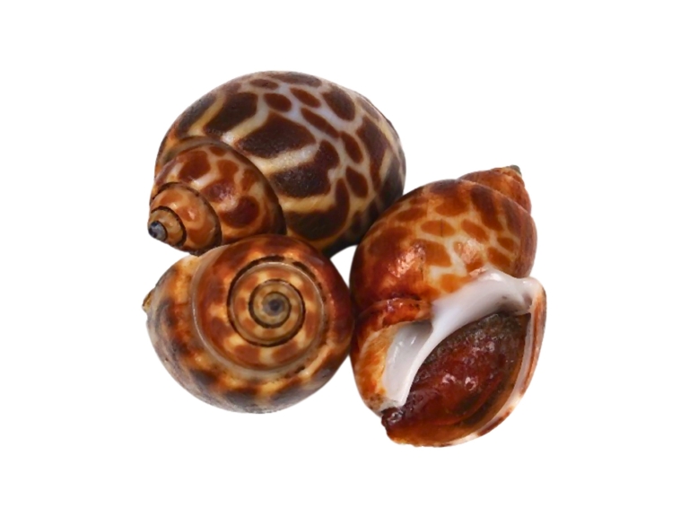 Top Shell