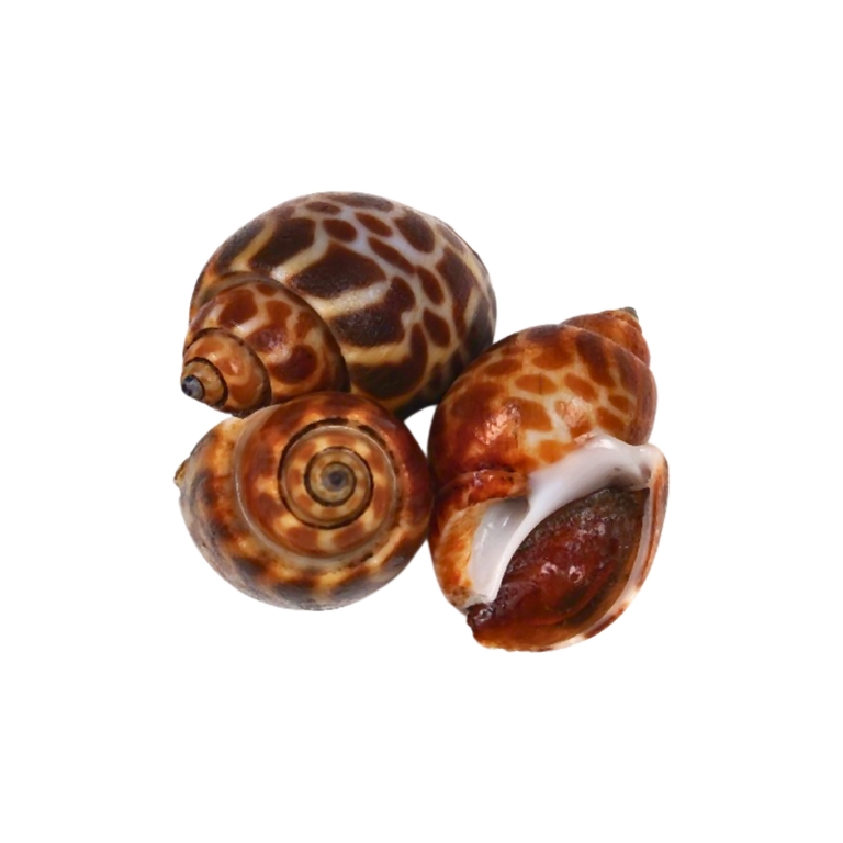 Top Shell