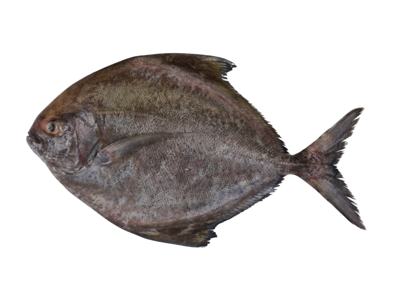Black Pomfret Fish