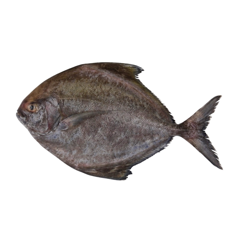 Black Pomfret Fish