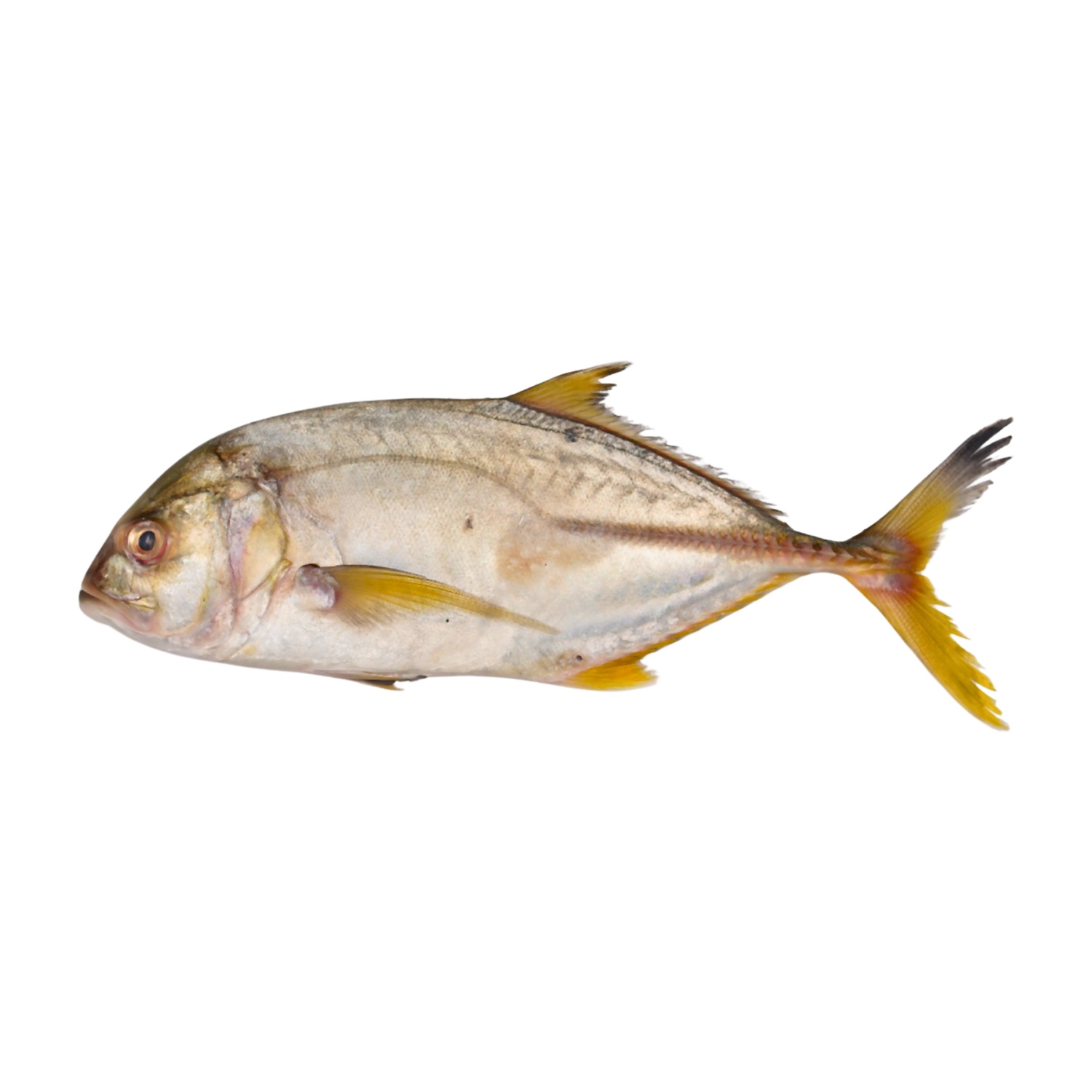 Yellow Trevally