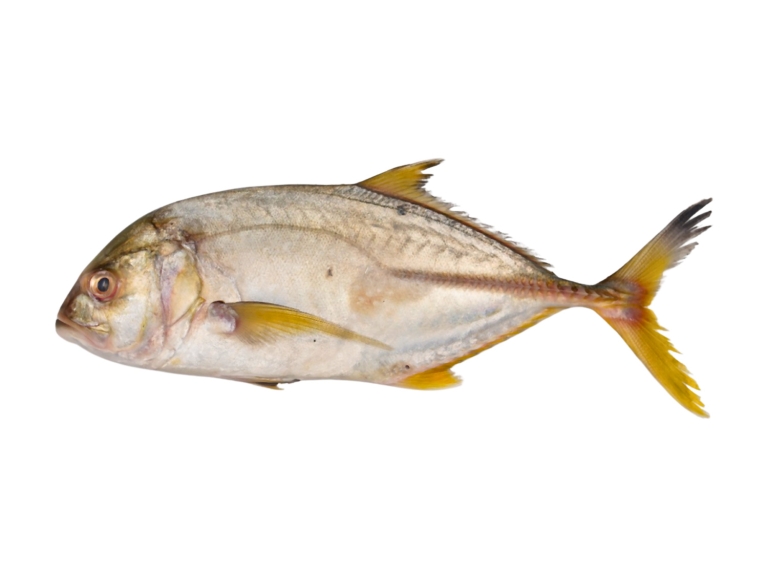 Yellow Trevally
