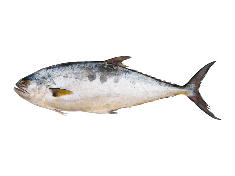 Queen Fish