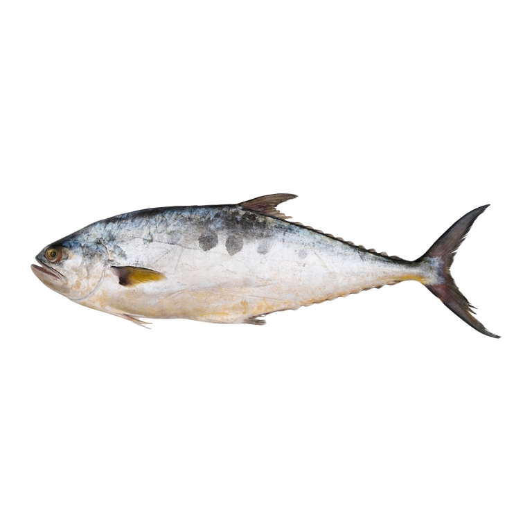 Queen Fish