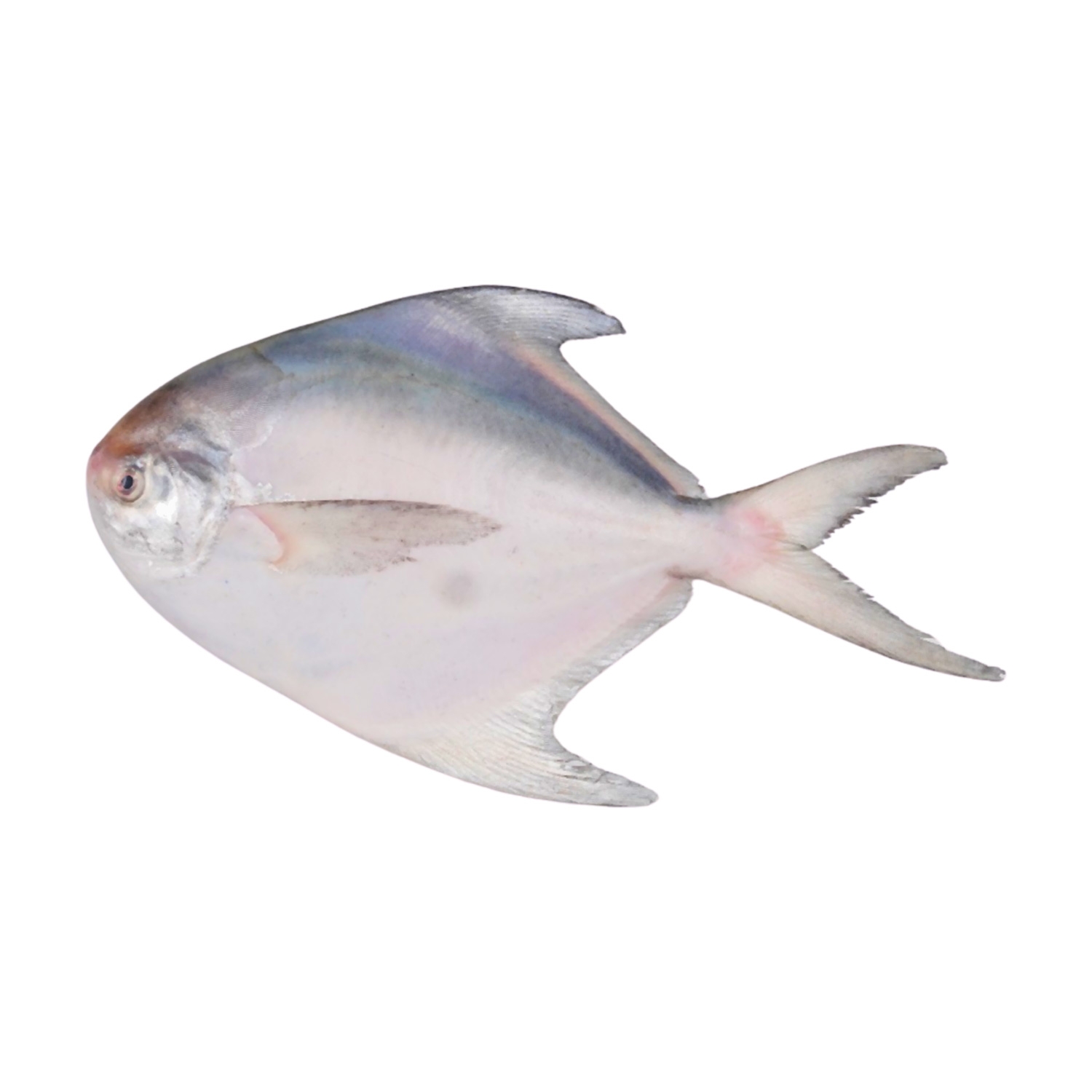 White Pomfret