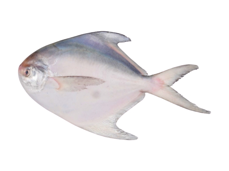 White Pomfret
