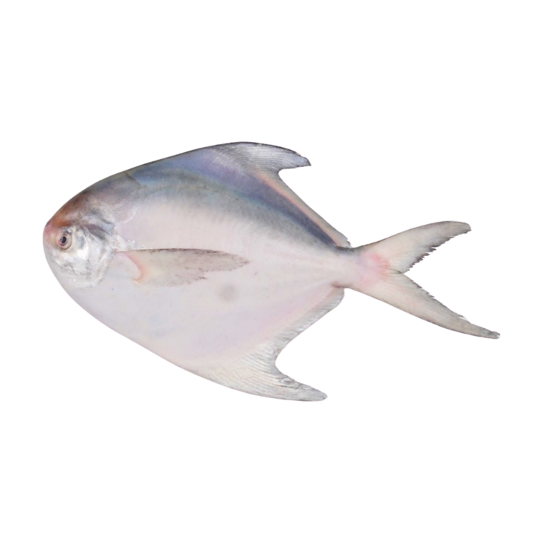 White Pomfret